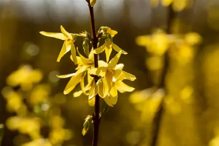 FORSYTHIA i SPECTABILIS 5L 60-80CM - image 4