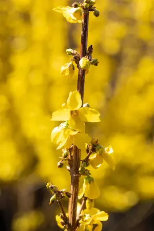 Forsythia int. 'Goldrush' - 30-40 CM C3 - image 3