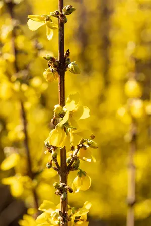 Forsythia int. 'Goldrush' - 30-40 CM C3 - image 4