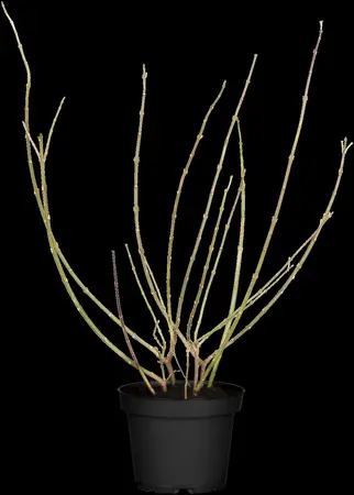 Forsythia int. 'Goldrush' - 60-80 CM C12 - image 5