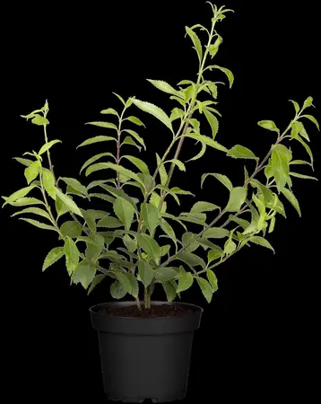 Forsythia int. 'Goldrush' - 60-80 CM C12 - image 4