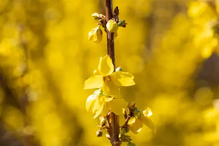 Forsythia int. 'Goldrush' - 30-40 CM C3 - image 2