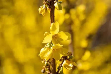 Forsythia int. 'Goldrush' - 30-40 CM C3 - image 5