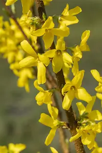 Forsythia int. 'Lynwood' - 2 Ltr pot - image 4