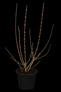 Forsythia int. 'Lynwood' - 60-90 CM - image 1