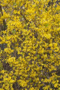 Forsythia int. 'Lynwood' - 60-90 CM - image 3