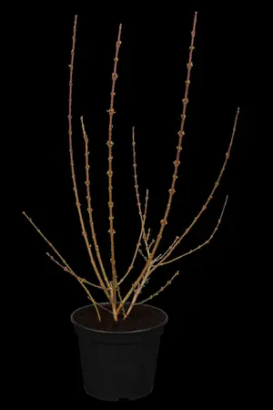 Forsythia int. 'Lynwood' - 10 Ltr pot - image 1