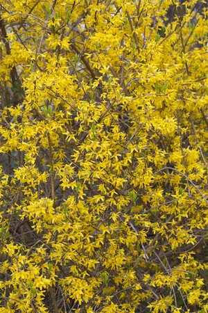 Forsythia int. 'Lynwood' - 10 Ltr pot - image 3