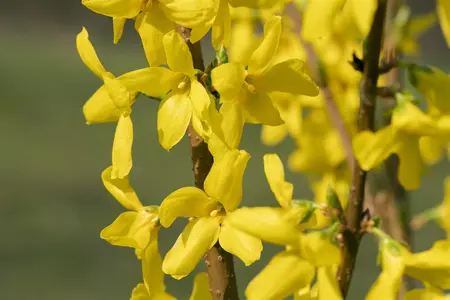 Forsythia int. 'Lynwood' - 10 Ltr pot - image 5