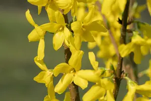 Forsythia int. 'Lynwood' - 80-100 CM C12 - image 3
