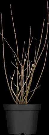 Forsythia int. 'Lynwood' - 2 Ltr pot - image 2