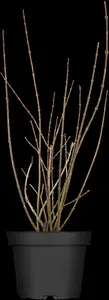 Forsythia int. 'Lynwood' - 10 Ltr pot - image 2