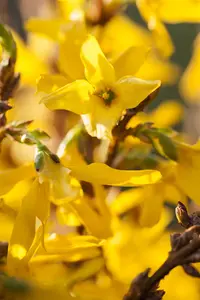 Forsythia int. 'Mikador'?