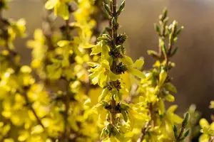 Forsythia int. 'Mikador'? - 50-60 CM C10 - image 3