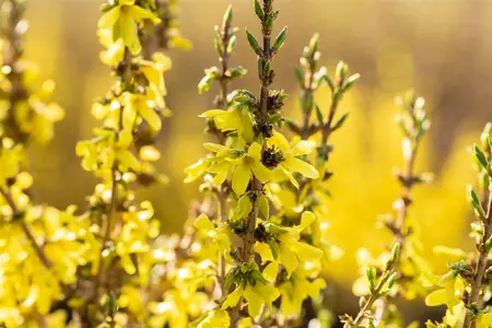 Forsythia int. 'Mikador'? - 50-60 CM C10 - image 5