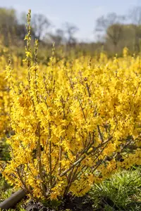 Forsythia int. 'Nimbus'?
