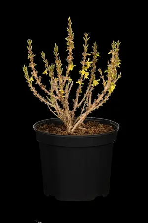 Forsythia int. 'Nimbus'? - 50-60 CM C7.5 - image 3