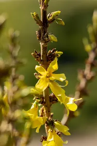 Forsythia int. 'Nimbus'? - 50-60 CM C7.5 - image 4
