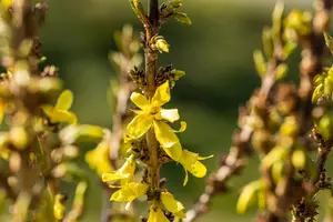 Forsythia int. 'Nimbus'? - 50-60 CM C7.5 - image 2