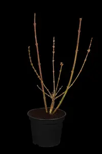 Forsythia int. 'Spectabilis'