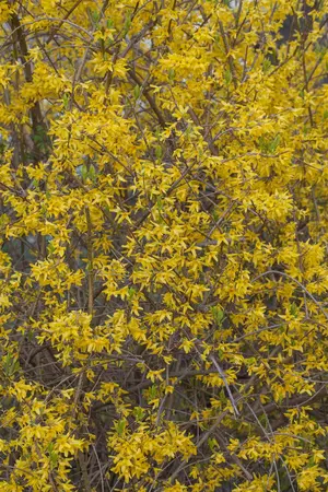 Forsythia int. 'Spectabilis' - 40-60 CM 2-3 br. - image 3