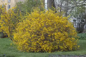 Forsythia int. 'Spectabilis' - 100-125 CM C7.5 - image 2