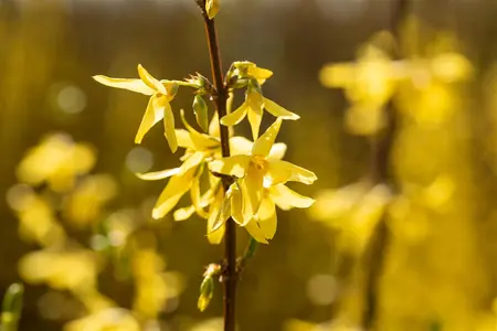 Forsythia int. 'Spectabilis' - 40-50 CM C6.5 - image 5