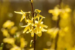 Forsythia int. 'Spectabilis' - 40-50 CM C6.5 - image 5