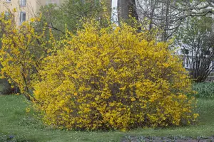Forsythia int. 'Spectabilis'