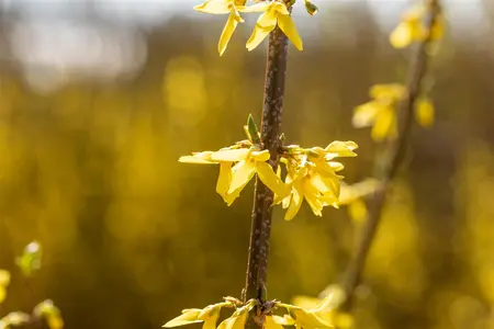 Forsythia int. 'Spectabilis' - P11 - image 4
