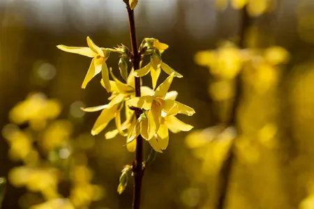 Forsythia int. 'Spectabilis' - 40-50 CM C3 - image 3