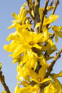 Forsythia interm. 'Weekend' - 2 Ltr pot - image 2