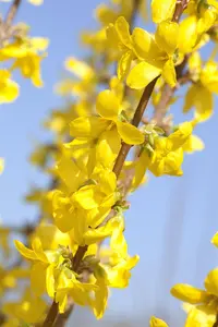 Forsythia interm. 'Weekend' - 2 Ltr pot - image 3