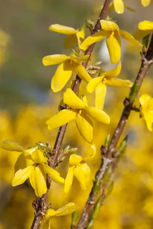 Forsythia interm. 'Weekend' - 2 Ltr pot - image 4