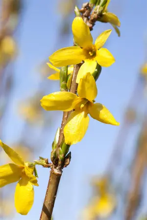 Forsythia interm. 'Weekend' - 2 Ltr pot - image 5