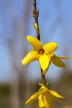 Forsythia interm. 'Weekend' - P11 - image 5