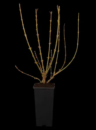 Forsythia interm. 'Weekend' - 40-50 CM C10 - image 1