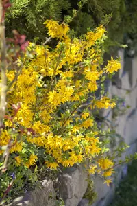 Forsythia intermedia
