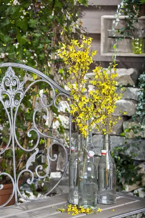 Forsythia intermedia - 40-60 CM C2 - image 3