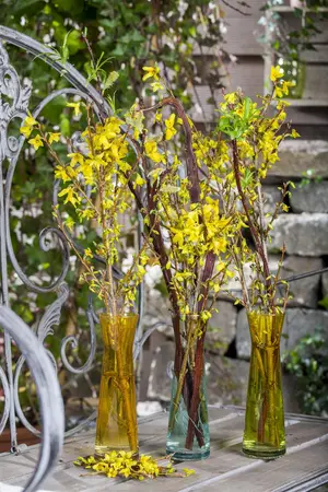 Forsythia intermedia - 40-60 CM C2 - image 4
