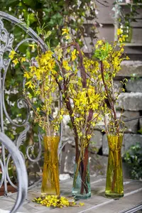 Forsythia intermedia - 40-60 CM C2 - image 4