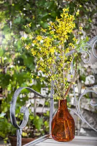 Forsythia intermedia - 40-60 CM C2 - image 5