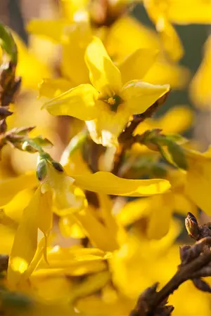 Forsythia Mar?e d'Or - LINERS 18 CEL TRAY P9 SIZE - image 1