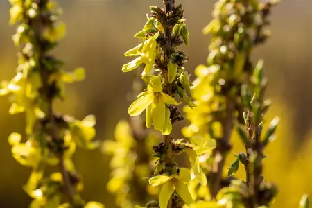 Forsythia Mar?e d'Or - LINERS 18 CEL TRAY P9 SIZE - image 2