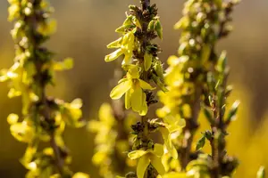 Forsythia Mar?e d'Or - LINERS 18 CEL TRAY P9 SIZE - image 2