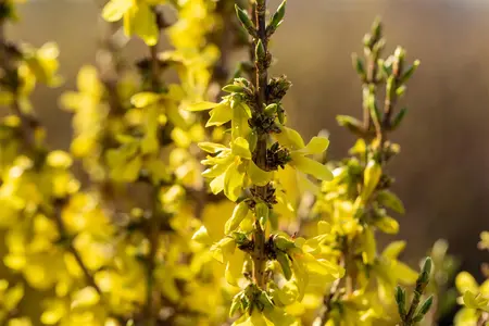 Forsythia Mar?e d'Or - LINERS 18 CEL TRAY P9 SIZE - image 3