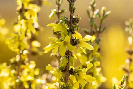 Forsythia Mar?e d'Or - LINERS 18 CEL TRAY P9 SIZE - image 4