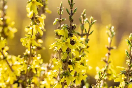 Forsythia Mar?e d'Or - LINERS 18 CEL TRAY P9 SIZE - image 5