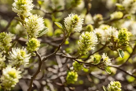 Fothergilla gardenii - 40-50 CM C5 - image 4