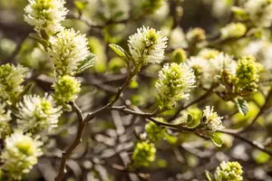 Fothergilla gardenii - 40-50 CM C5 - image 4
